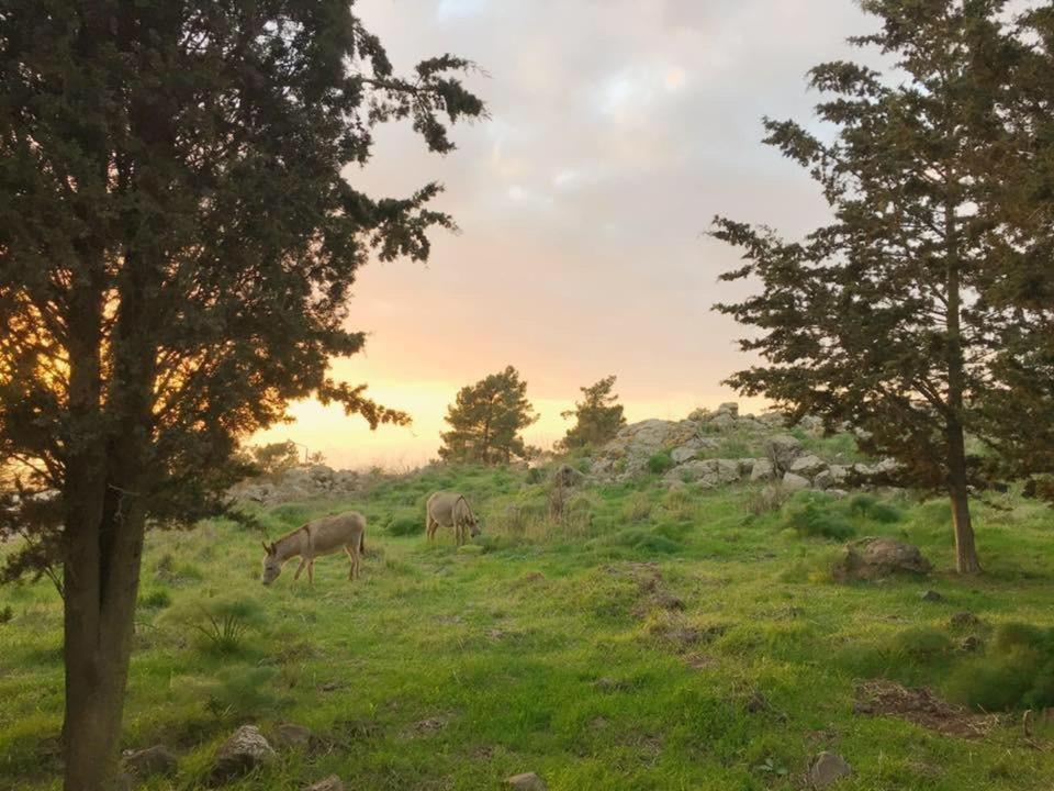 Natura-Eco Farm Bagian luar foto