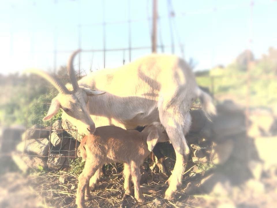 Natura-Eco Farm Bagian luar foto
